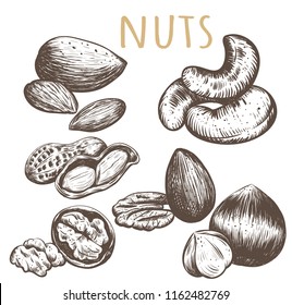 Nuts collection. Nuts Set sketch illustration