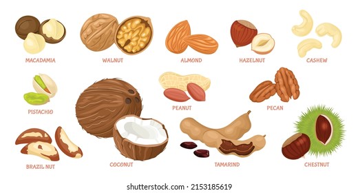 Nuts collection. Simple macadamia, walnut, almond, hazelnut, cashew, pistachio, peanut, pecan, brazil nut, coconut, tamarind and edible chestnuts. Set of flat Vector illustration.