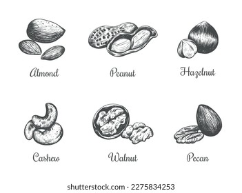 Nuts collection vector illustration hand drawing. Set of nuts engraving style