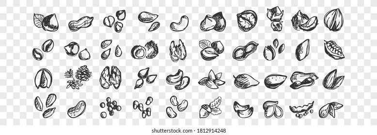 Nuts doodle set. Collection of hand drawn sketche templates patterns of almond cashews macadamia peanuts cedar pistachios hazelnuts walnuts seeds on transparent background. Natural food illustration.