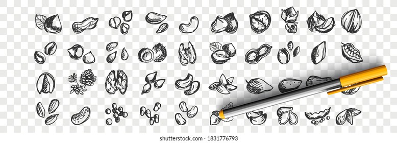 Nuts doodle Set. Kollektion von handgezeichneten Skizzenvorlagen Muster von Mandelkastanien Macadamia Erdnüsse Zeder Pistazien Haselnüsse Nüsse auf transparentem Hintergrund. Illustration von natürlichen Lebensmitteln.