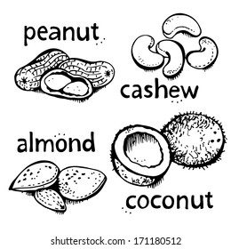 Nuts drawing, vector set