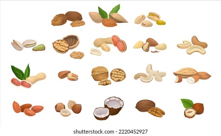 Nuts as Dry Edible Seeds with High Fat Content Vector Set