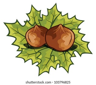 Nuts filberts - hazelnut