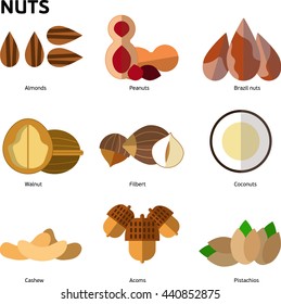 Nuts flat illustration. Walnut, coconut, almonds, brazil nuts, pistachios, filbert, cashew