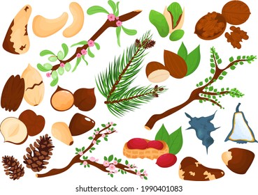 Nuts food, isolated on white set, vector illustration. Healthy product almond, walnut, pistachio snack and organic hazelnut. Natural element
