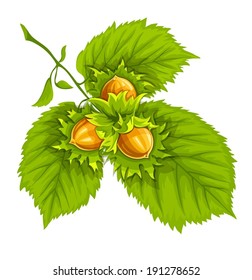 Nuts of hazelnut on green leaves. Eps10 vector illustration. Isolated on white background