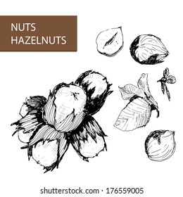 Nuts. Hazelnuts. Set of hand drawn illustrations.