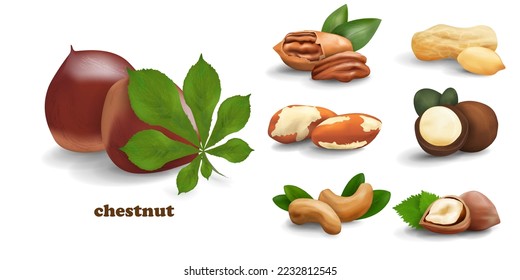 Nuts icon collection consisting of chestnut, pecan, brazil nut, hazelnut, macadamia nut, cashew nut and peanut. Realistic vector icons