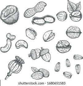 Nuts icon Hand Draw illsutration