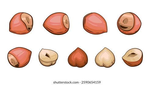 Nuts isolated vector illustration. Hazelnut set isolated on white background. Nuts Cartoon Style. Organic food concept. Hand Drawn vector illustration