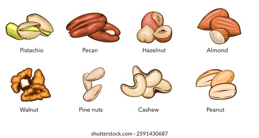 Nuts isolated vector illustration. Pistachio, Walnut, Pecan, Pine Nuts, Hazelnit, Almond, Cashew, Peanut isolated on white background. Nuts Cartoon Style. Organic food concept.