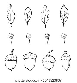 Nuts and leaves set hand drawn on white background