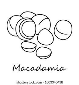 Nuts line sketch macadamia. Hand drawn. Graphic illustration