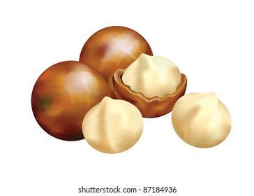  Nuts of Macadamia. Vector illustration on a white background.