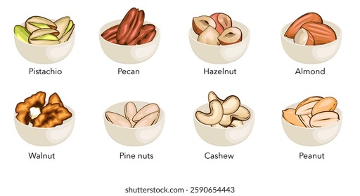 Nuts ni bowls vector illustration. Pistachio, Walnut, Pecan, Pine Nuts, Hazelnit, Almond, Cashew, Peanut isolated on white background. Nuts Cartoon Style. Organic food concept.