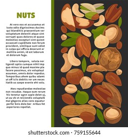 Nuts nutrition information vector poster of raw nut diet organic food