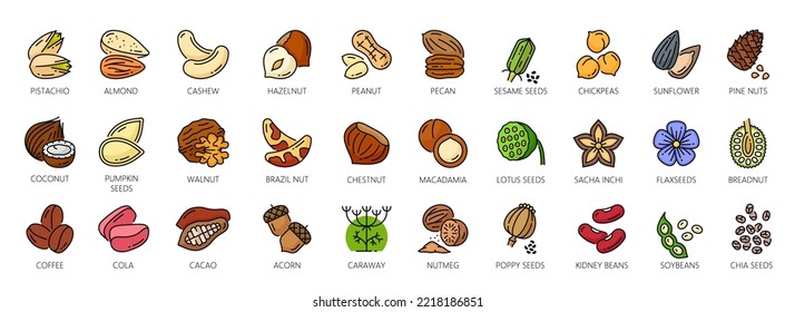 Iconos de color de las nueces, nueces, semillas de almendras y de anacardo, maní vectorial y avellanas. Íconos lineales de pistacho, macadamia y pecan, coco de bocadillo de comida, nuez de bronce y judías o sésamo