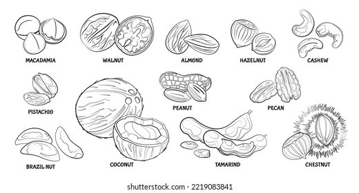 Nackt-Umriss-Set. Einfache Macadamia, Walnuss, Mandeln, Haselnuss, Cashew, Pistazien, Erdnuss, Pecan, Paranuss, Kokosnuss, Tamarinde und essbare Kastanien. Handgezogene Nusssammlung. Vektorsymbole der Linie.