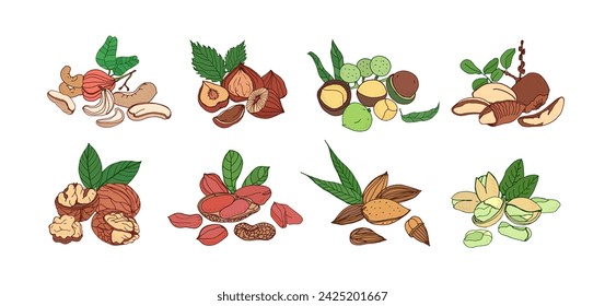 Frutos secos, plantas, frutos en cáscaras en las ramas. Nuez cruda, avellanas, almendras, cacahuetes, anacardos, granos de macadamia con cáscaras de nueces y hojas agrietadas. Ilustraciones vectoriales dibujadas a mano aisladas sobre fondo blanco