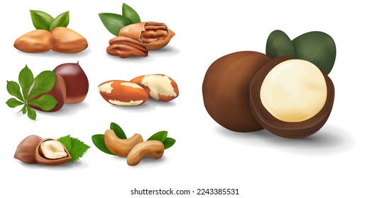 Nuts realistic icons for your projects isolated on white background