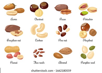 Nuts and seeds. Almond and pistachio, acorn and peanut, chestnut, and pecan. Cashew and hazelnut, pumpkin and flax seeds cartoon vector snack food set