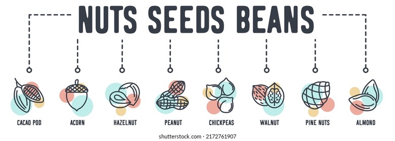Nuts, seeds and beans banner web icon. cacao pod, acorn, hazelnut, peanut, chickpeas, walnut, pine nuts, almond vector illustration concept.