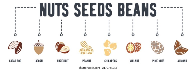 Nuts, seeds and beans banner web icon. cacao pod, acorn, hazelnut, peanut, chickpeas, walnut, pine nuts, almond vector illustration concept.