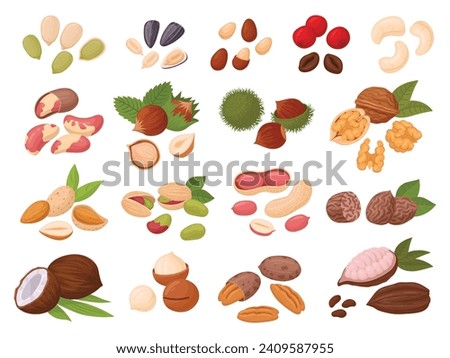 Nuts and seeds. Cartoon cashew, coconut, peanut, almond, walnut, hazelnut and pistachio nuts, cocoa and coffee beans, organic snack food flat vector illustration set. Tasty seed and nuts collection