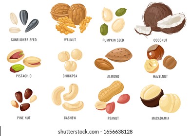 Nuts and seeds. Cashew and hazelnut, almond and coconut, walnut and peanut, pistachio. Chickpea, macadamia and sunflower, pumpkin seed vector snacking set