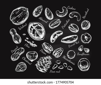 Nuts and seeds collection. Vector  Hand drawn  objects . Isolated on white. Modern brushpen Calligraphy.