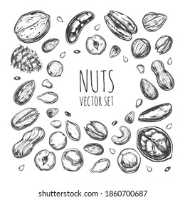 Nuts and seeds collection. Vector  Hand drawn  objects . Isolated on white