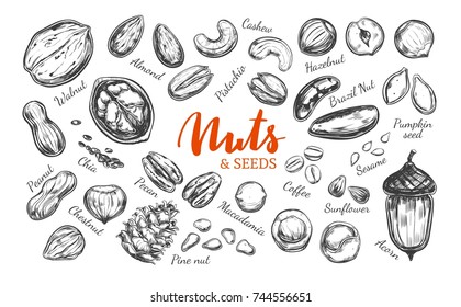 Nuts and seeds collection. Vector  Hand drawn  objects . Isolated on white. Modern brushpen Calligraphy.