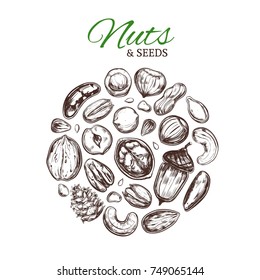 Nuts and seeds collection. Vector  Hand drawn  objects . Isolated on white. Modern brushpen Calligraphy.