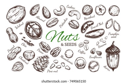 Nuts And Seeds Collection. Vector  Hand Drawn  Objects . Isolated On White. Modern Brushpen Calligraphy.