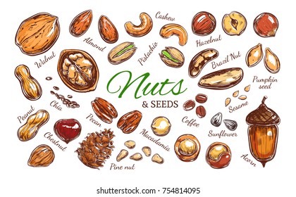 Nuts and seeds colorful collection. Vector Hand drawn objects . Isolated on white. Modern brushpen Calligraphy.