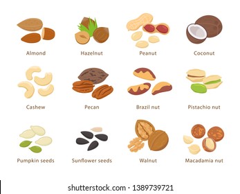 Nuts and seeds in flat design vector set of illustrations. Collection of nuts, seeds icons, infographic elements isolated on white background. 