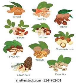 Nuts and seeds flat set with isolated bunches of cashew walnuts hazelnuts peanuts pecans and pistachios vector illustration