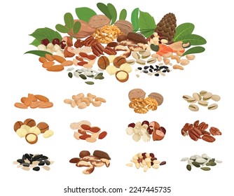 Montaje plano de nueces y semillas con imágenes aisladas de pilas de frijol y gran variedad de ilustraciones de vectores de semillas