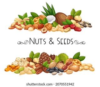 Nuts, seeds and grains horizontal banners. Macadamia, almond, corn nuts, nutmeg, cashew, coconut, chestnuts or chufa tigernuts. Cola nut, peanut, sunflower seeds and pistachio. Vector illustration
