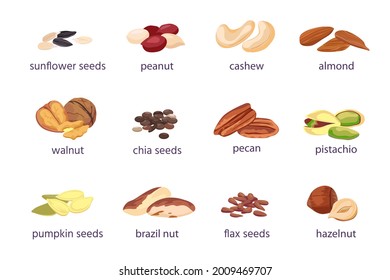 Nuts and seeds. Hazelnut, almond, walnut and peanut. Sunflower, pumpkin and chia seed pile. Pistachio, cashew and brazil nut icon vector set. Illustration peanut and almond nut, cashew and pistachio