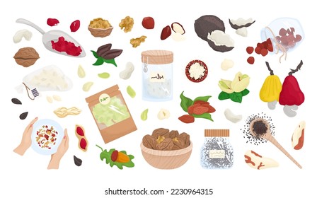 Nueces, semillas aisladas en una colección blanca de ilustraciones vectoriales. Alimentos saludables, almendras orgánicas, nueces, avellanas y cacahuetes.