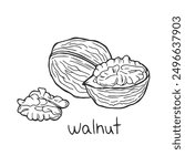 Nuts seeds linear concept. Hand drawn sketch of walnut with inscription. Branch with harvest. Healthy eating and diet. Outline flat vector illustration isolated on white background