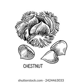 Nuts seeds linear concept. Hand drawn sketch of chestnut with inscription. Pencil drawing. Healthy eating and diet. Outline flat vector illustration isolated on white background