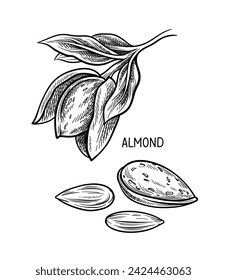 Concepto lineal de semillas de nueces. Esbozo dibujado a mano de almendra con inscripción. Dibujo a lápiz. Elemento gráfico para el sitio web. Esbozar ilustración vectorial plana aislada en fondo blanco