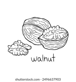 Nuts seeds linear concept. Hand drawn sketch of walnut with inscription. Branch with harvest. Healthy eating and diet. Outline flat vector illustration isolated on white background