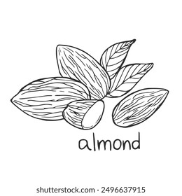 Concepto lineal de semillas de nueces. Dibujado a mano boceto de almendra con inscripción. Dibujo a lápiz. Elemento gráfico para Sitio web. Ilustración vectorial plana de contorno aislado sobre fondo blanco