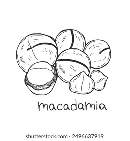 Nuts seeds linear concept. Hand drawn sketch of macadamia with inscription. Minimalistic creativity and art. Healthy eating. Outline flat vector illustration isolated on white background