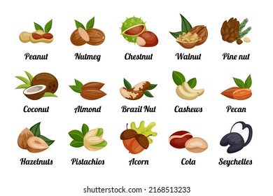 Nuts and seeds. Peanut and hazelnut, coconut and pistachio, food icons for snack logo, raw health plant and nutrition healthy eating. Organic ingredient cartoon vector isolated illustration