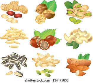 nuts and seeds photo-realistic vector set